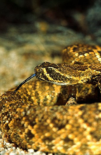 Mojave rattlesnake (Crotalus scutulatus), Mojave desert, California, USA. Dr. Zoltan Takacs.