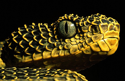 Mount Kenya bush viper (Atheris desaixi), Kenya. Dr. Zoltan Takacs.