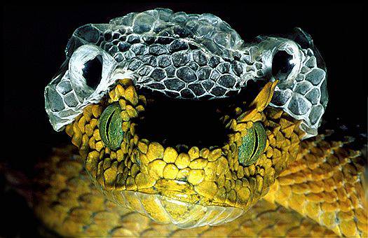 Female Usambara eyelash viper (Atheris ceratophorus), sheds its skin off. Eastern Usambara Mountains, Tanzania. Dr. Zoltan Takacs.