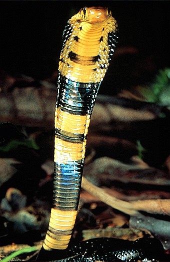 Forest cobra (Naja melanoleuca), Kakamega Forest, Kenya. Dr. Zoltan Takacs.