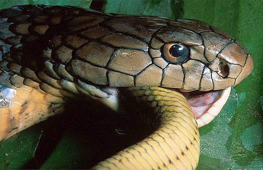 King cobra (Ophiophagus hannah) feeding in north Vietnam. Dr. Zoltan Takacs.