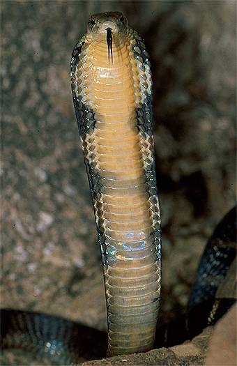 King cobra (Ophiophagus hannah), China. Dr. Zoltan Takacs.