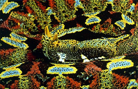 Juvenile Rhinoceros viper (Bitis nasicornis), Uganda-Zaire border. Dr. Zoltan Takacs.