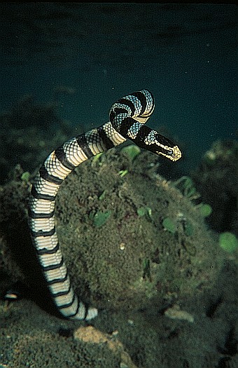 Yellow-lipped sea krait (Laticauda colubrina) in southwest Palawan, Philippines. Sea kraits inhabit two worlds, the sea and the land. They feed in the sea on eels and have several adaptations for swimming and diving not found in terrestrial snakes. However, they return to land for digestion of food, sloughing their skin, mating and laying eggs. This is the largest species of sea snake, and known to occur in high densities on small tropical islands. Dr. Zoltan Takacs.
