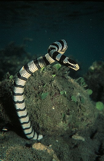 sea_snake_krait_20299-120.jpg