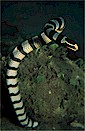 Banded sea snake (Laticauda), southwest Palawan, Philippines