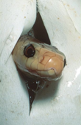 Taipan (Oxyuranus scutellatus), hatching. Queensland, Australia. Dr. Zoltan Takacs.