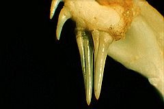 Fangs, enlarged maxillary teeth, of the Montpellier snake (Malpolon monspessulanus)
