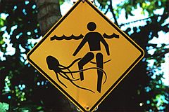 Box jellyfish (Chironex fleckeri). Australia.