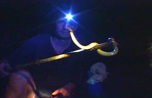 Bush Viper Snake
