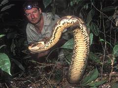 Cameroon Snakes